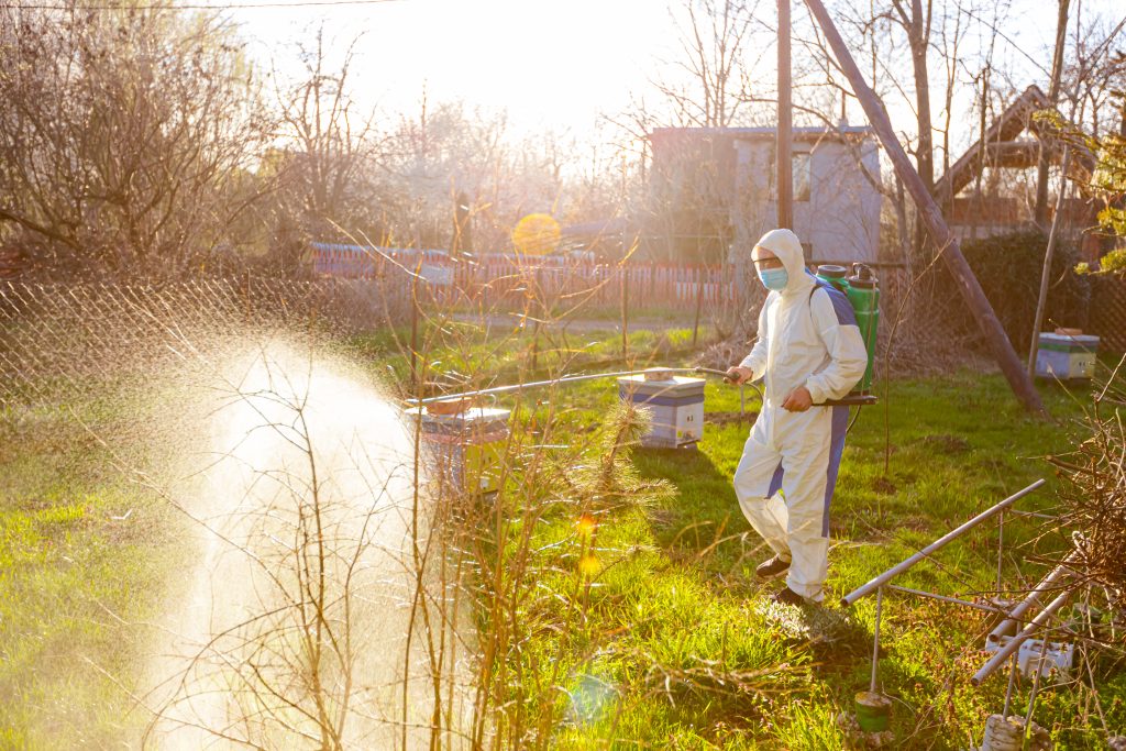 Backlight on farmer with protective medical face mask and clothing sprays fruit trees in orchard using long sprayer to protect them with chemicals from fungal disease or vermin at early springtime.