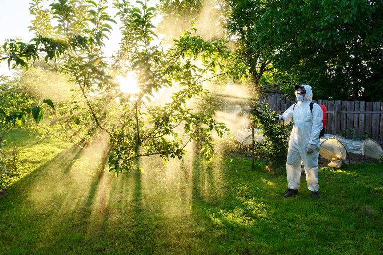 A man wearing safety wearing sprays fruit trees with chemicals against pests and diseases. Early spring processing of trees in the garden