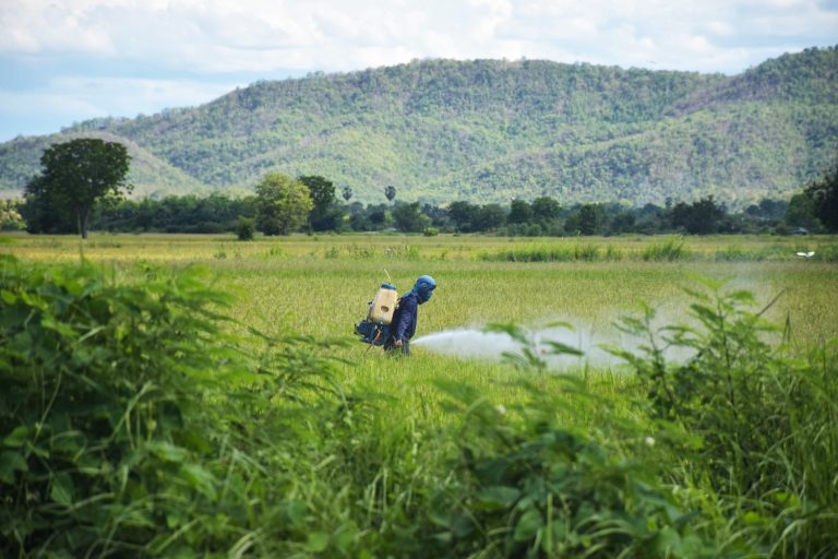 Farmers spraying pesticides in green fields.