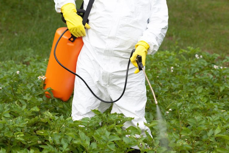 Farmer spraying toxic pesticides in the vegetable garden.